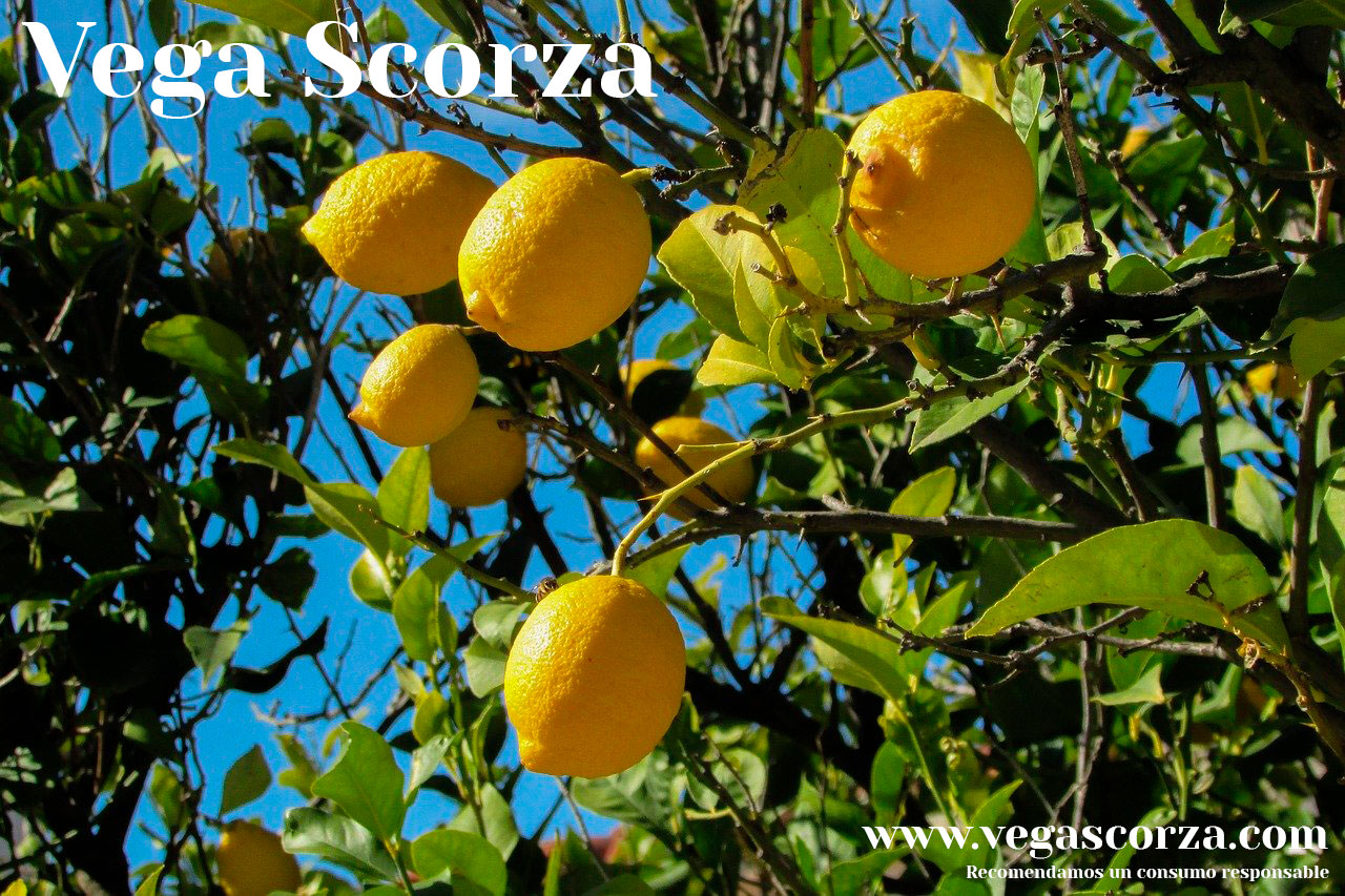 Vega Scorza: Myths and truths about alcoholic beverages