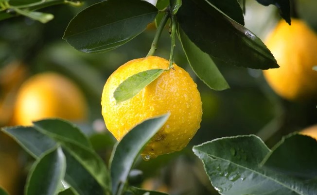 Usos del limón en la gastronomía del mundo